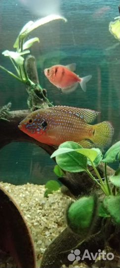 Хромис красавец