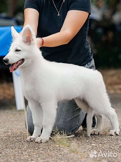 Белая швейцарская овчарка (бшо)