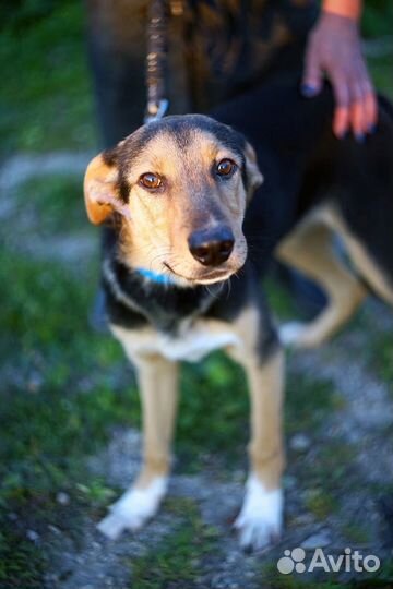 Собака в добрые руки