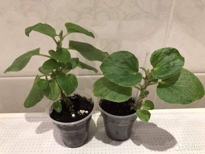 Бегония вечноцветущая махровая