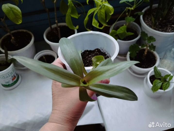 Традесканция рео