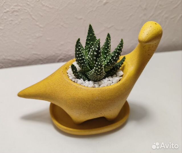 Кашпо с суккулентами