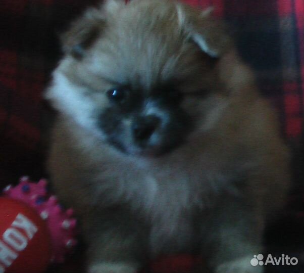 Маленькие пушистики