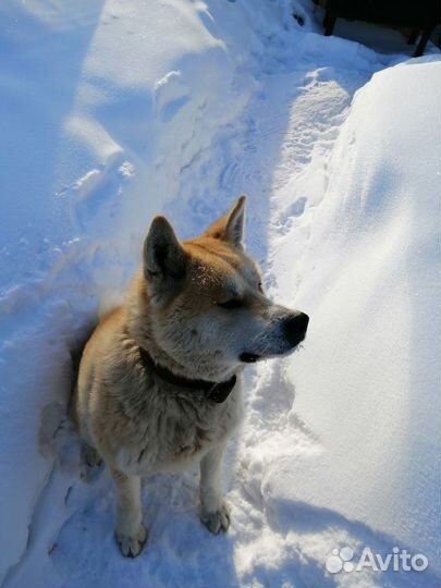 Кобель для вязки