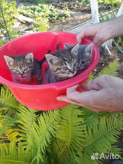 Отдам бесплатно