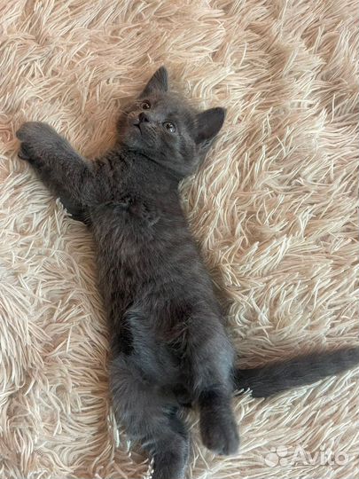 Подарю кошечек папа сиамский, мама британка