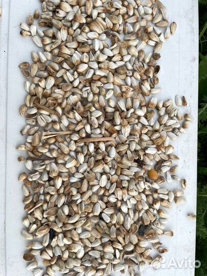 Сафлор. Расторопша