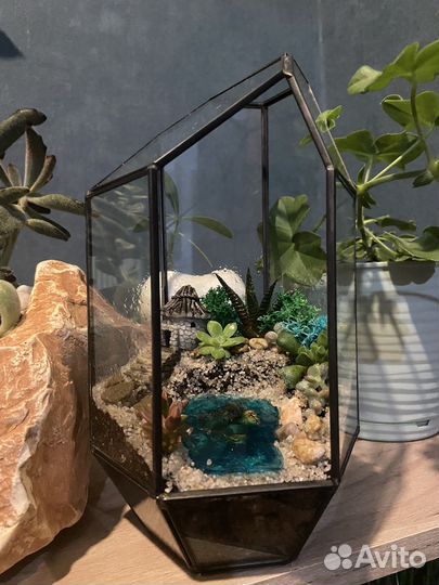 Флорариум суккуленты