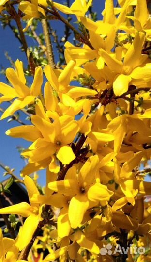 Форзиция, спирея, бузина чёрная и другие