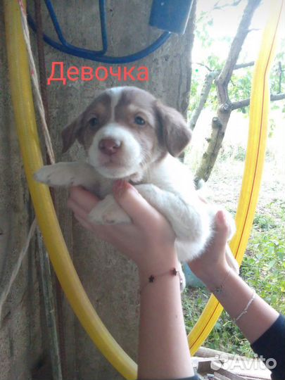 Щеночки в добрые руки (3) девочки (4) мальчика