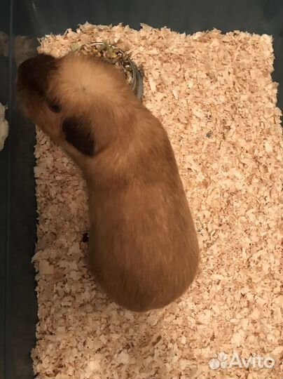 Морская свинка