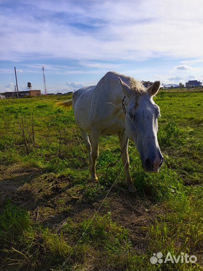 Кабыла с жеребëнкам