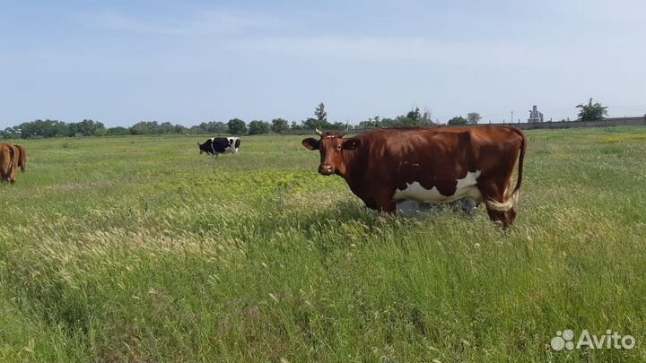 Коровы дойные молочные