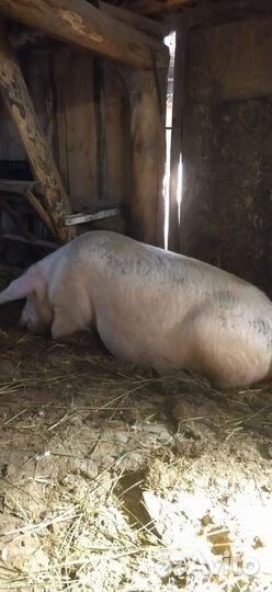 Продаю свиноматку