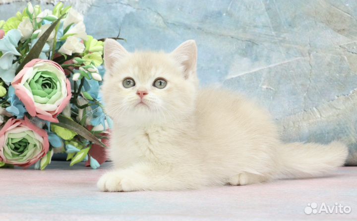 Кошка лиловая золотая шиншилла су12 зеленые глаза