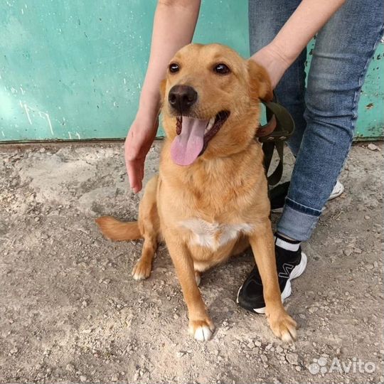 Девочка Рыжулька, около 1,5 года