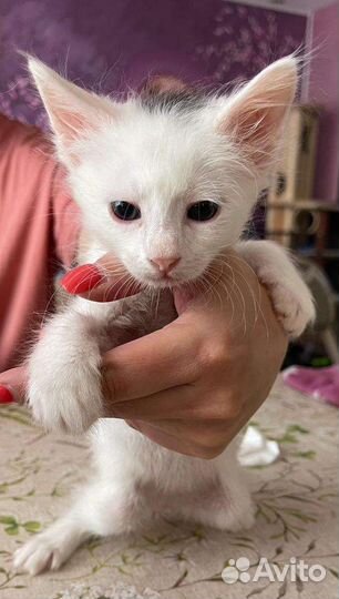 Канадский сфинкс