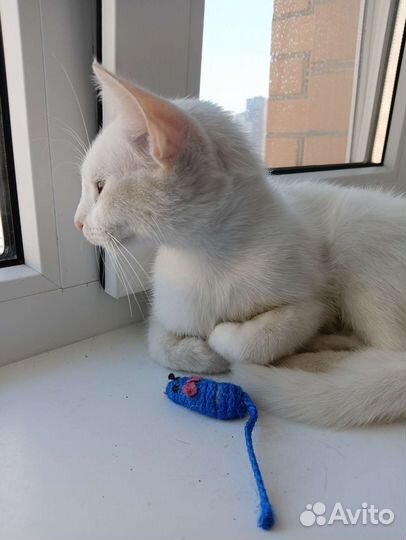 Белоснежная кошка в дар, нашла