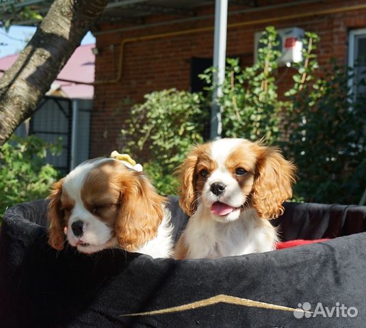 Продаются щенки кавалер кинг чарльз спаниеля
