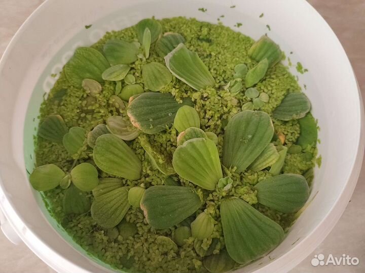 Растения для аквариума