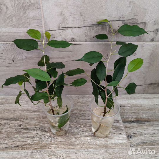 Фикусы разные