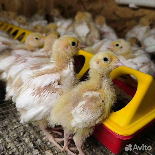 Перепела продажа