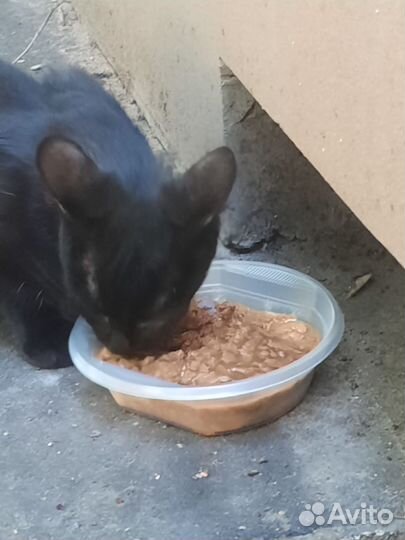 Нужна передержка или добрые руки для котика Чарли