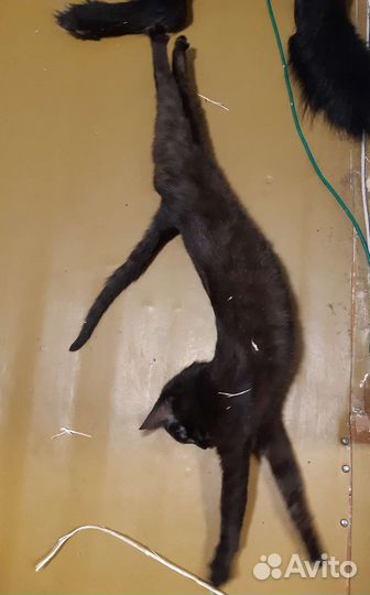 Символ 2023 года