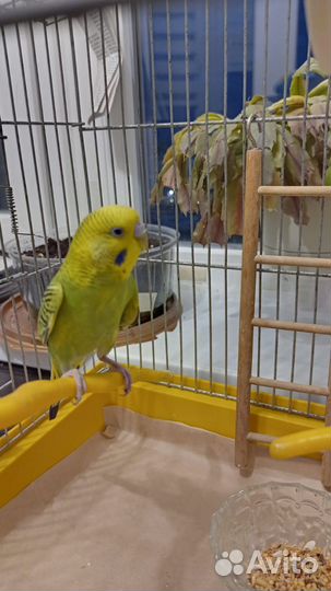 Птенец волнистый попугай