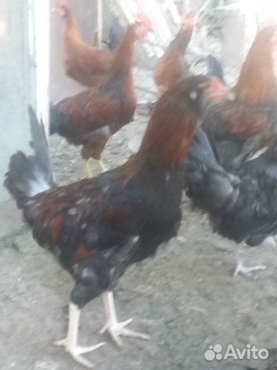 Петушки молодые 5 месяцев