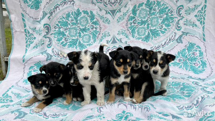 Метисы джек рассел