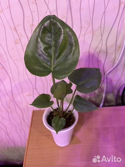 Антуриум ренессанс