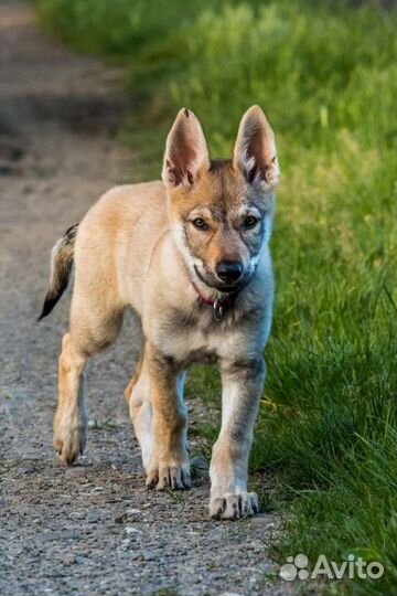 Щенки волчьих овчарок