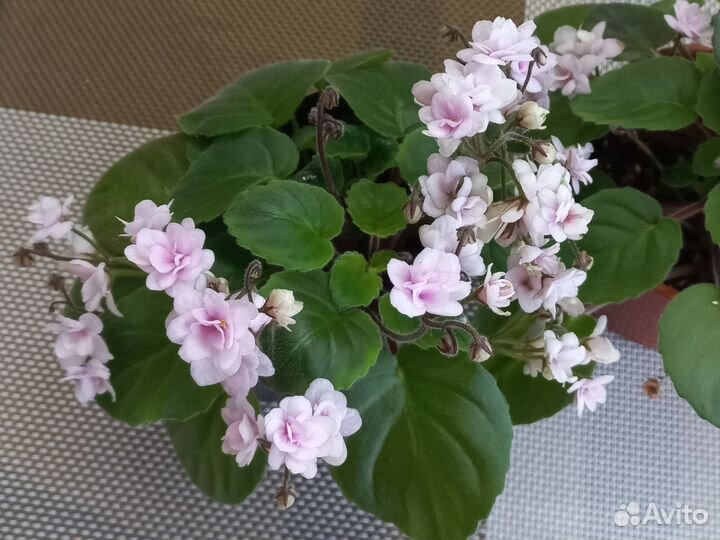 Мини фиалки