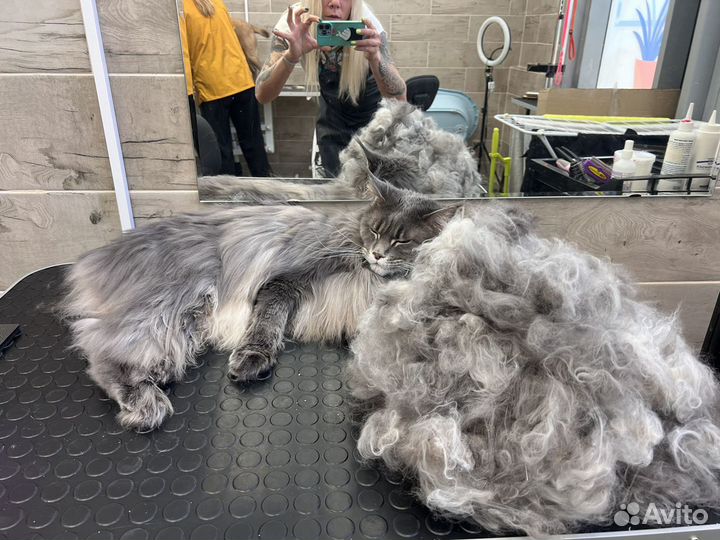 Стрижка собак, стрижка кошек, Груминг