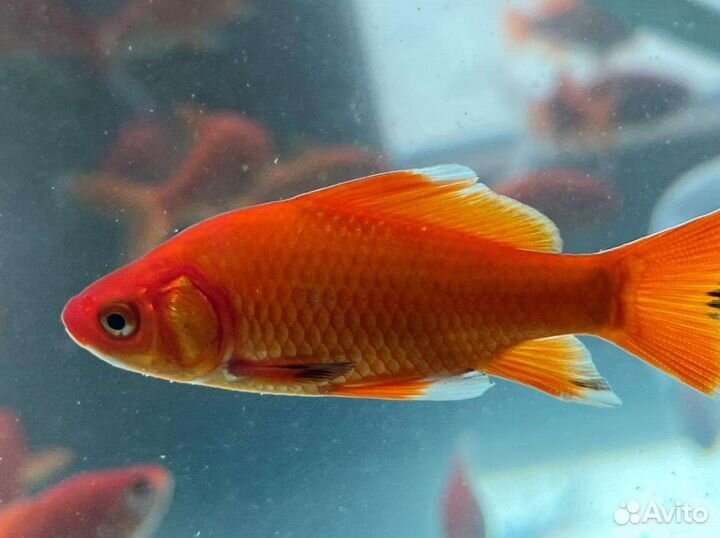 Рыба комета