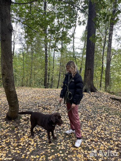 Выгул и передержка собак