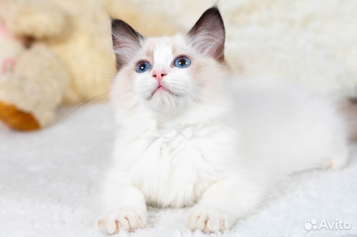 Рэгдолл мальчик