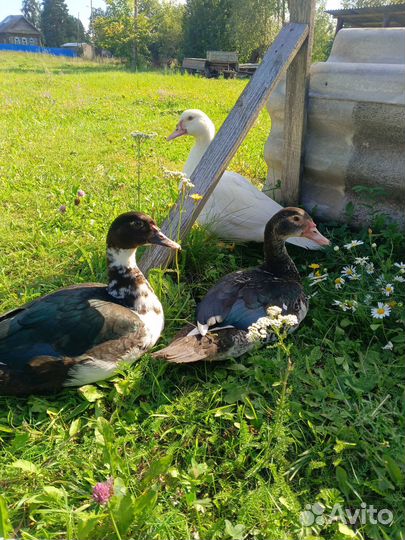 Индоутки тяжелой линии