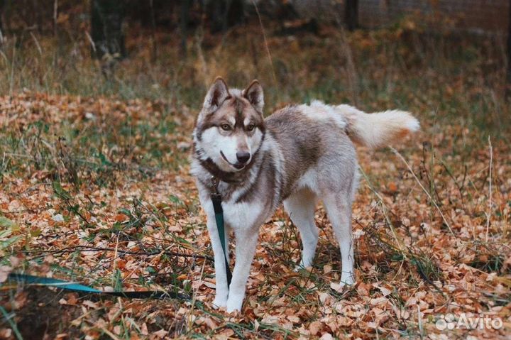 Собака Тайга