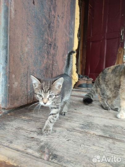 Кошка в дар