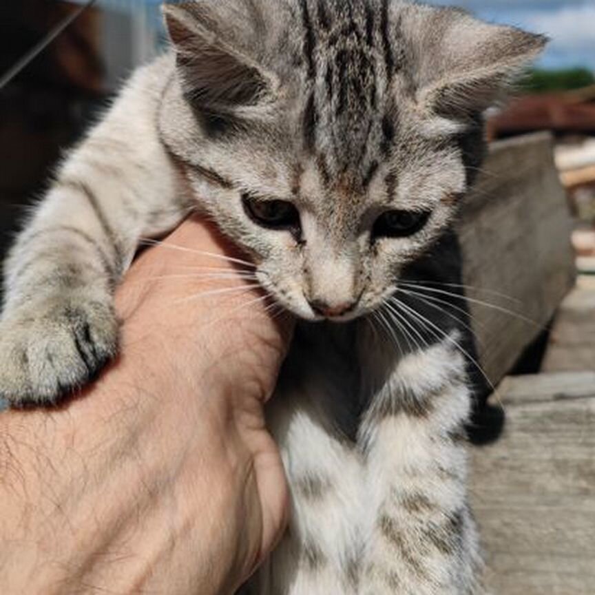 Котенок котенок котенок котенок котенок котенок