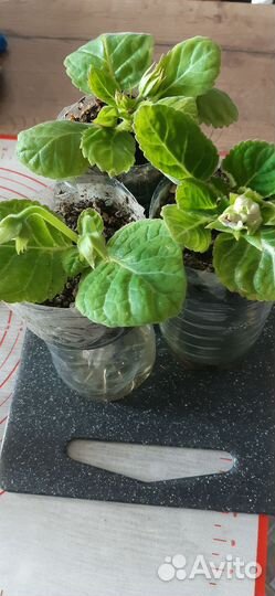 Глоксиния цветущая