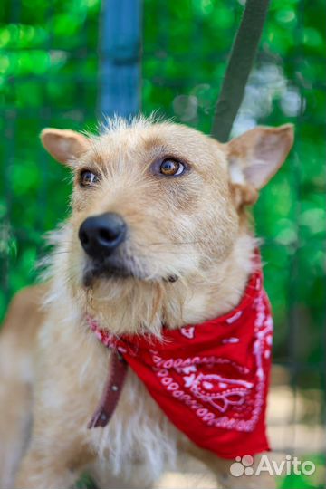 Вуди ищет дом