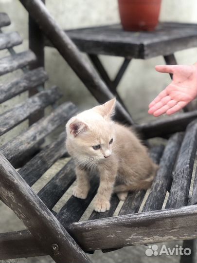 Котята в добрые руки бесплатно