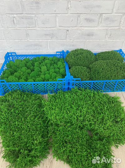 Стабилизированный мох