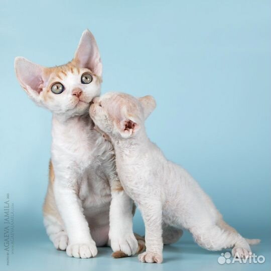 Девон-рекс, г.Москва