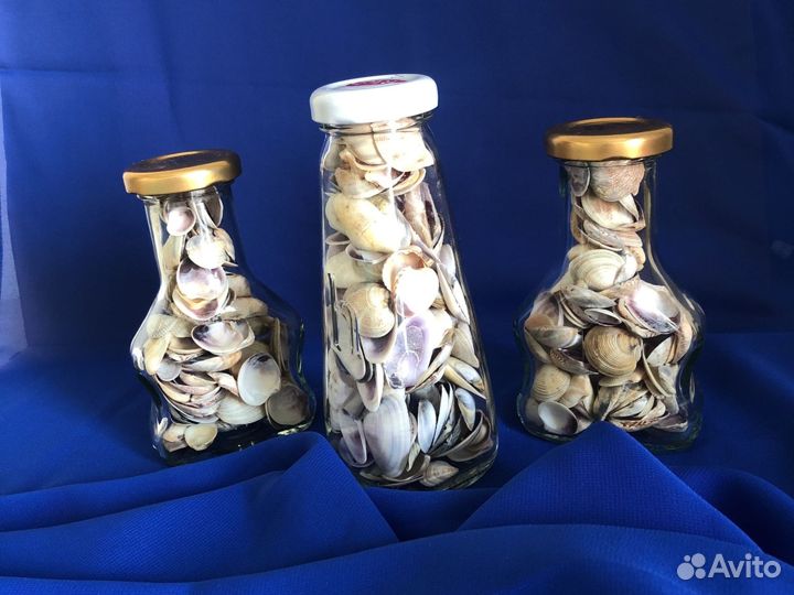 Ракушки морские