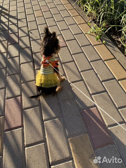 Красивое платьице для щенка, размер XS