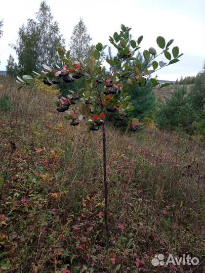 Арония на штамбе 4 лет., черноплодная рябина штамб